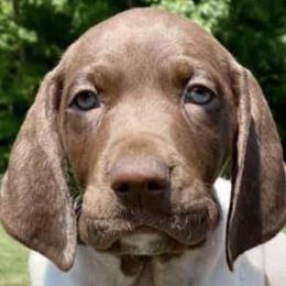 German Shorthaired Pointers from Hidden Hill Boarding Kennels