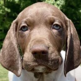 German Shorthaired Pointers from Hidden Hill Boarding Kennels