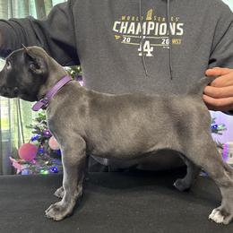 Cane Corso Puppies from Gaxx Corsos