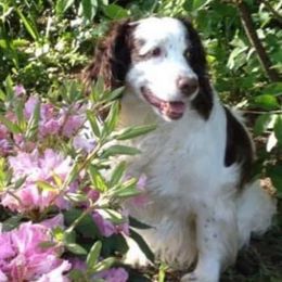 English Springer Spaniels from Sedge Island Springers