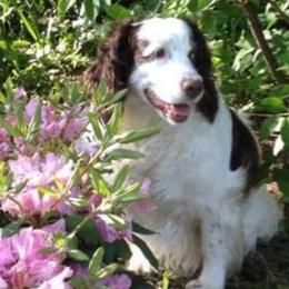 English Springer Spaniels from Sedge Island Springers