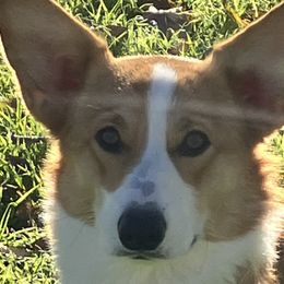 Midge - Pembroke Welsh Corgi
