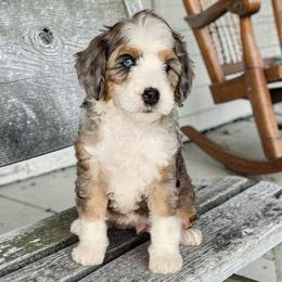 Dusty - Blue merle female Bernedoodle puppy in Glenford, Ohio from Mi-De Doodles