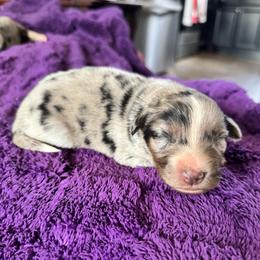 Ranger - Blue merle male Australian Shepherd puppy in Charlotte, North Carolina from Awesome Aussies