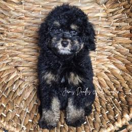 Josie - Tri-color female Bernedoodle puppy in Cleveland, Georgia from Jam's Doodles And Poodles