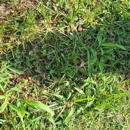 French Bulldogs from Frenchie Up Farms