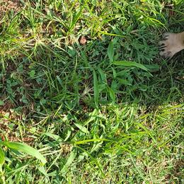 French Bulldogs from Frenchie Up Farms