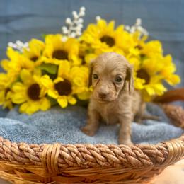 Donald - Chocolate male Dachshund puppy in Sparta, Tennessee from Clemons Mini Dachshunds of Tennessee