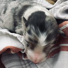Boy 4 - Blue merle male Australian Shepherd puppy in Berne, Indiana from White Silo Aussies