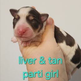 Girl 1 - Parti female Miniature Schnauzer puppy in Ferndale, Washington from Blackhorse Schnauzers Washington state