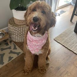 Ruby Doo - Goldendoodle