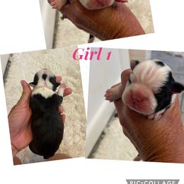 Penny - Black and white female Boston Terrier puppy in Gober, Texas from Trigger Time Kennels