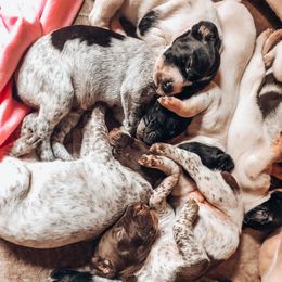 German Shorthaired Pointer Puppies from Southern Lands Kennels
