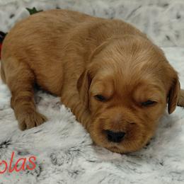 Nicolas - Red  male Goldendoodle puppy in Eau Claire, Wisconsin from Fisher River Doodle's