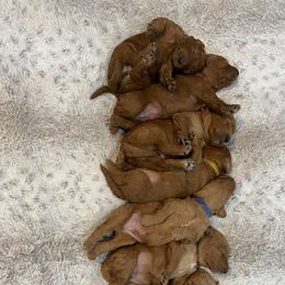 Goldendoodle Puppies from Golden Light Doodles