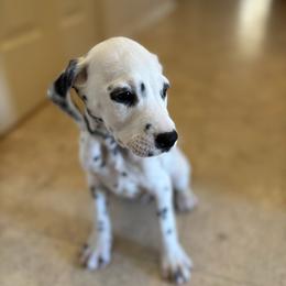 Kevin Jonas - White and black male Dalmatian puppy in Fort Cavasos, Texas from Mainstreet Dalmation
