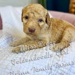 Miss Piggy - Apricot female Goldendoodle puppy in Grove, Oklahoma from Guinn Family Farms