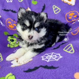 Ravena - Black and white female Pomsky puppy in Sheffield, Iowa from Clover Ridge Pomskies