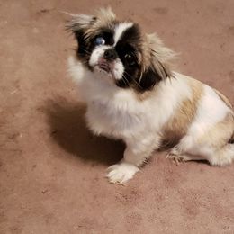Bailey - Pekingese