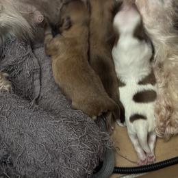 Havanese puppies from Lisa’s Havanese