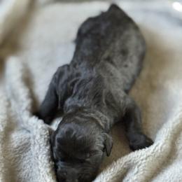 Duke Noir - Black male Goldendoodle puppy in Duluth, Minnesota from heavenly Pups kennel