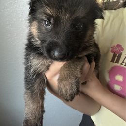 AKC Light Pink - Black and red female German Shepherd puppy in Chico, California from Bidwell Knight Shepherds