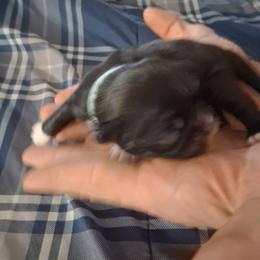 Boy 1 - Chocolate male Shih Tzu puppy in Lake Worth, Florida from Shih Tzu Cottage