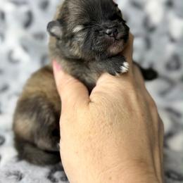 PETER - Cream sable male Pomeranian puppy in Willis, Texas from Treasured Jewels Pomeranians