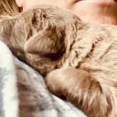 Chesapeake Bay Retriever Puppies from Hickory Creek Chesapeakes