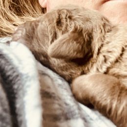 Chesapeake Bay Retriever Puppies from Hickory Creek Chesapeakes