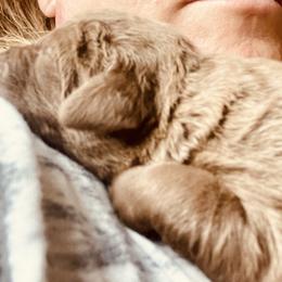 Chesapeake Bay Retriever Puppies from Hickory Creek Chesapeakes