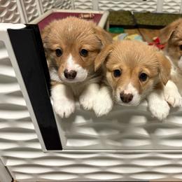 Pembroke Welsh Corgi puppies from Winterflower Corgis