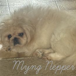 Ming - Pekingese