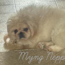 Ming - Pekingese