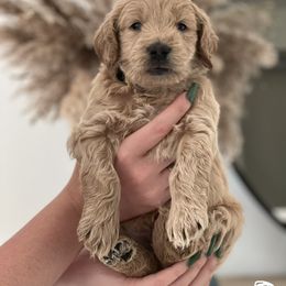 Goldendoodle Puppies from The Golden Honey