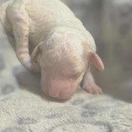 Green girl - White female Poodle puppy in Griswold, Connecticut from Flatrock Kennels of CT