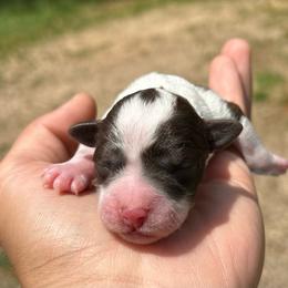 Chuckie - Parti male Miniature Schnauzer puppy in Clover, South Carolina from Bobo’s Babies Kennels