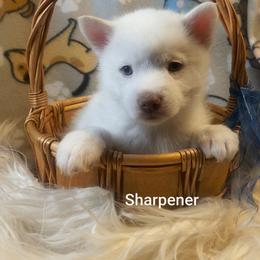 Sharpener - White male Pomsky puppy in Blackfoot, Idaho from Snake River Pomskys