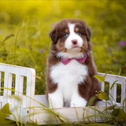 Sierra - Red tri-color female Australian Shepherd puppy in Georgetown, Texas from River Reign Australian Shepherds