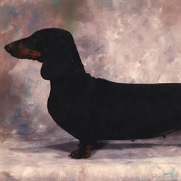 Dachshunds from East Commons