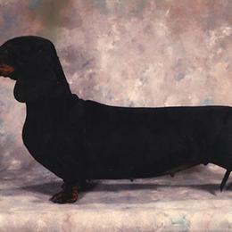Dachshunds from East Commons