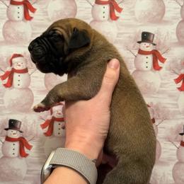 Buckskin - Fawn male Great Dane puppy in Jerusalem, Arkansas from Mara Danes