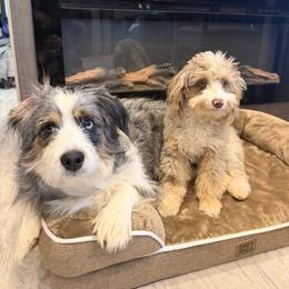 Aussiedoodle All Grown Up from All Dogs go to Heaven
