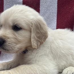 Girl 3 - Golden Retriever puppy in South Carolina from Carolina Point Retrievers