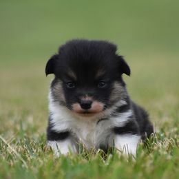 Girl 3 - female Pembroke Welsh Corgi puppy in Kansas City, Missouri from Willow Creek Corgis