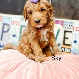 Sky - Cream female Goldendoodle puppy in Pasco, Washington from Camp Doodle Woods