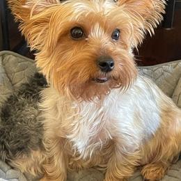 Yorkshire Terriers from D’Luxe Kennels