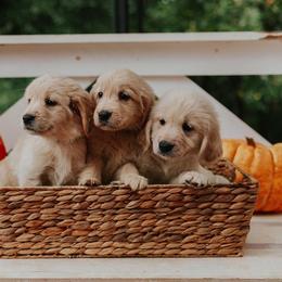 Golden Retriever Puppies from Morgan’s Heart of Gold Retrievers