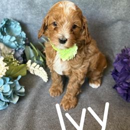 Ivy - Red female Cavapoo puppy in Arizona from AZ Cavapoos