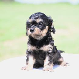 Minnie - Black and tan female Cavapoo puppy in Lawton, Oklahoma from Lindsey’s Cavies